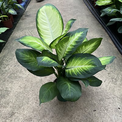 粉黛万年青黄金银皇后桌面