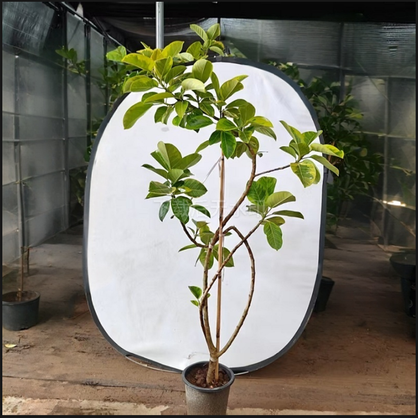 黄金榕客厅绿植大号盆景一物一拍老桩富贵榕树花叶橡皮树盆栽植物
