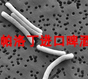 保加利亚乳杆菌 Lactobacillus Acidophilus 酸啤酒原料 20升用量