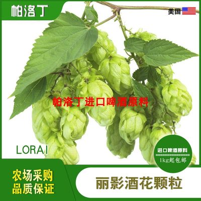 美国进口丽影啤酒花精酿原料