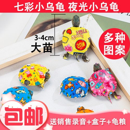 观赏小宠物红耳活体情侣长寿乌龟
