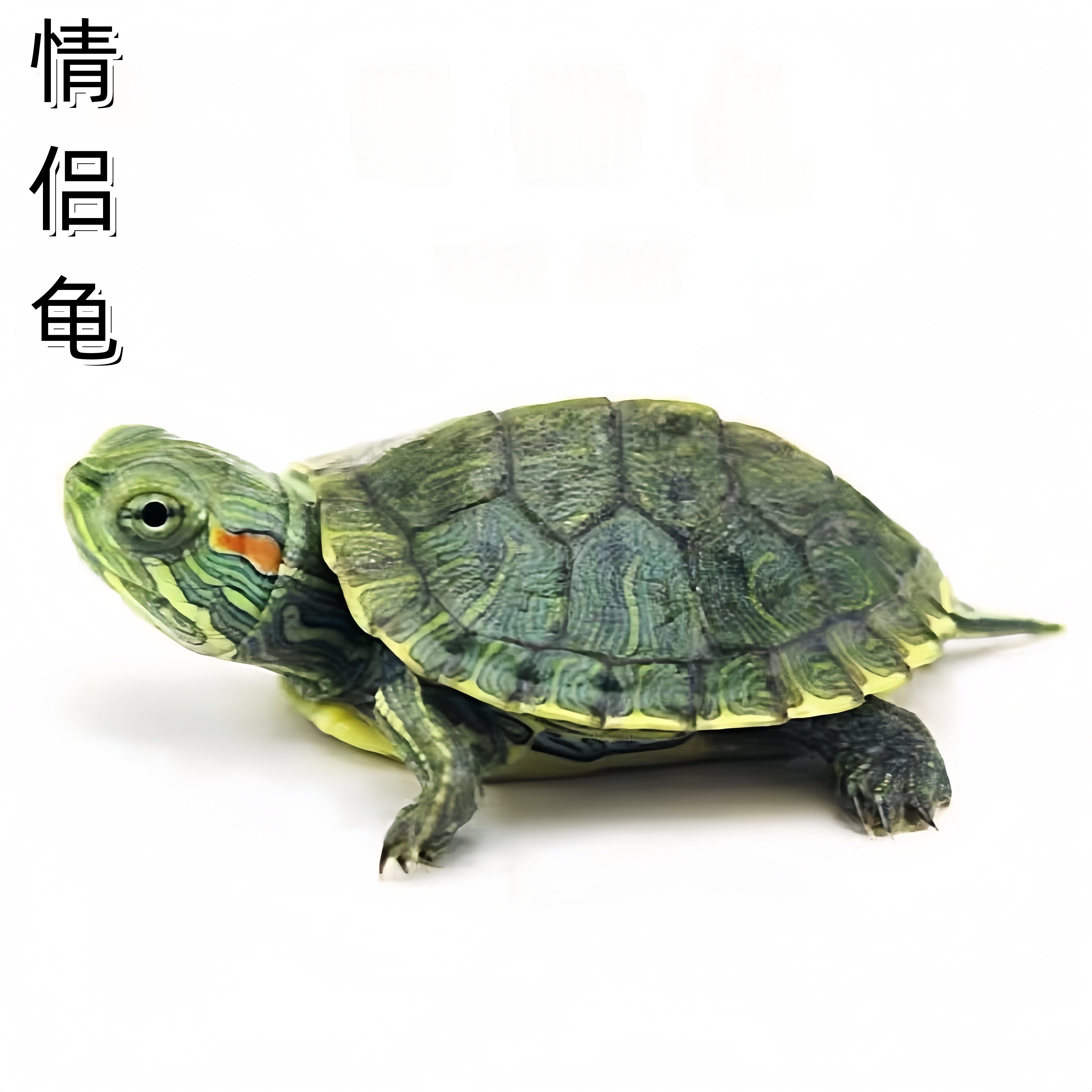 好养活小乌龟宠物龟网红巴西龟