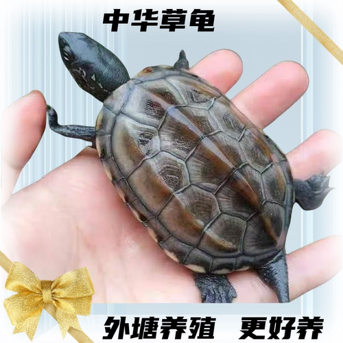 中华草龟活体淡水包活