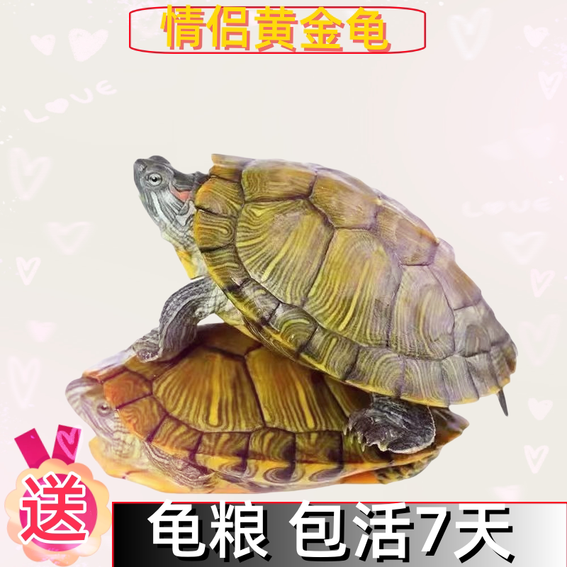 小乌龟巴西龟乌龟活物宠物网红小乌龟黄金外塘金线草龟观赏宠物龟