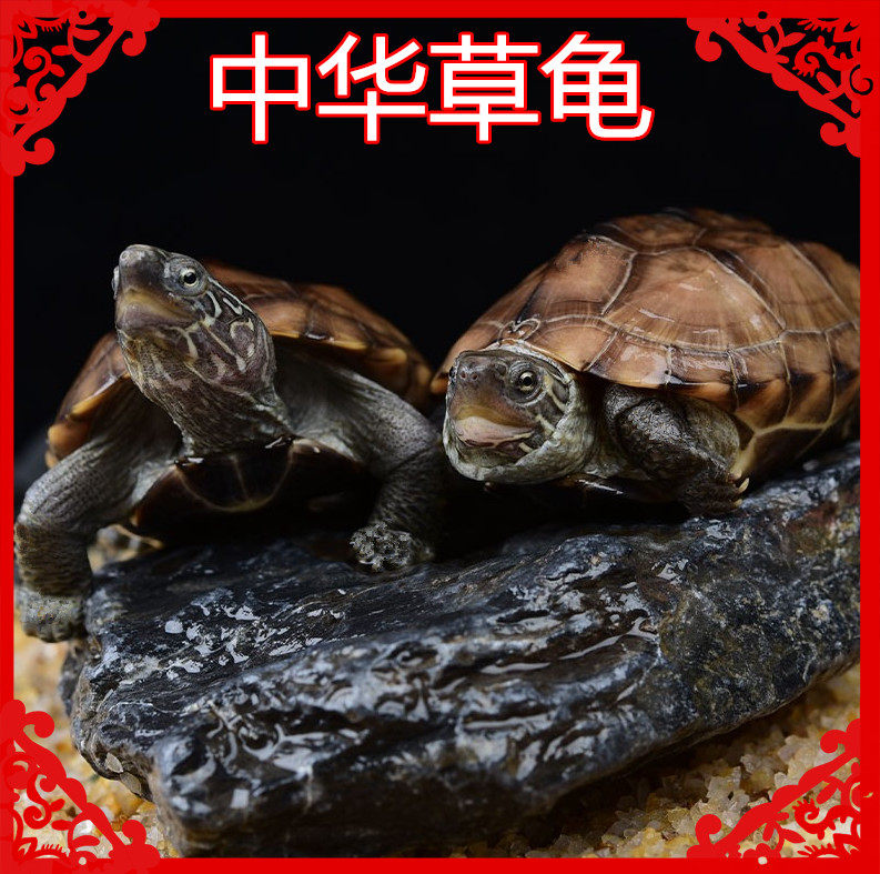 中华草龟小乌龟活体外塘宠物长寿龟水龟金线龟活物龟小观赏龟包邮