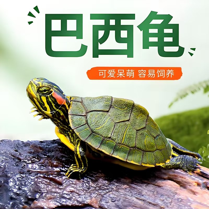 宠物龟活物小彩龟 水龟活物红耳龟巴西龟活物小乌龟苗观赏龟活体