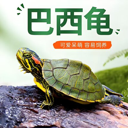 宠物龟活物小彩龟 水龟活物红耳龟巴西龟活物小乌龟苗观赏龟活体