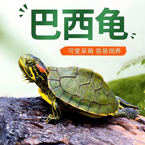 宠物龟活物小彩龟 水龟活物红耳龟巴西龟活物小乌龟苗观赏龟活体