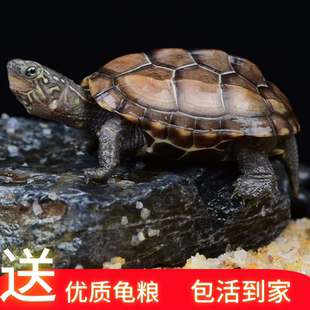外塘中华草龟外塘龟包活小乌龟金线龟长寿龟观赏龟家养活体观赏龟