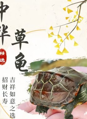 中华草龟活体宠物龟水栖乌龟招财长寿吉祥如意之选