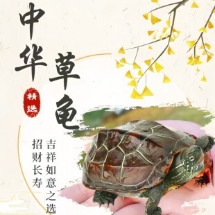 中华草龟活体宠物龟水栖乌龟招财长寿吉祥如意之选