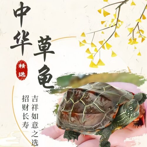 中华草龟活体宠物龟水栖乌龟招财长寿吉祥如意之选