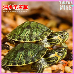 深水黄耳龟冷水长寿龟乌龟活物宠物观赏小乌龟鱼缸吃粪 包邮