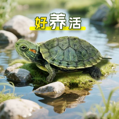 小乌龟巴西龟乌龟活物宠物网红小乌龟黄金外塘金线草龟观赏宠物龟