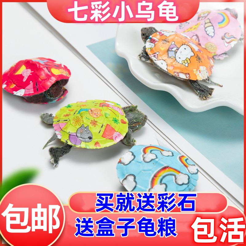厂家直销七彩小乌龟送彩石卡通