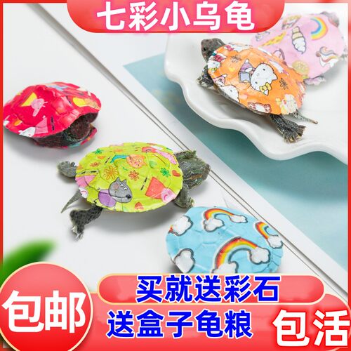 厂家直销七彩小乌龟送彩石卡通