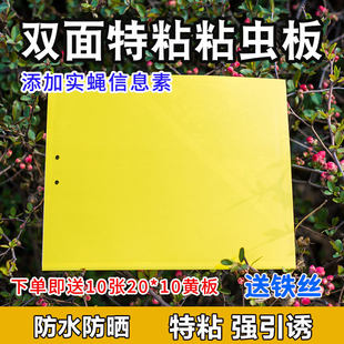 双面粘虫板黄色诱虫板防水蓝板蔬菜温室大棚小黑飞果实蝇苍蝇 包邮