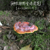 包邮 神农杨记神农架天然野生赤灵芝野外自然采摘整枝正品 500g