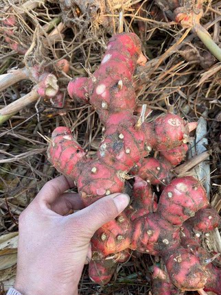 潮州南姜新鲜潮汕  靓姜高良姜芦苇姜牛肉卤味冬阴功汤料山姜头