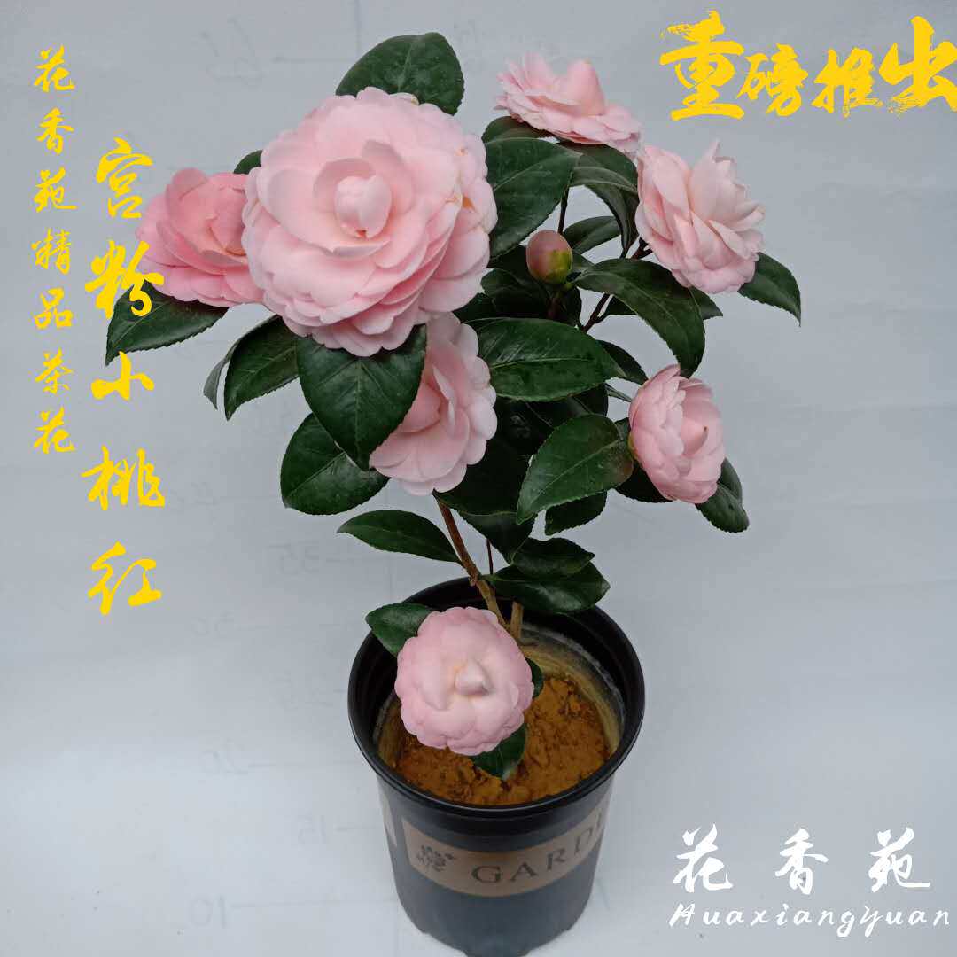 宫粉小桃红茶花盆栽庭院阳台绿植室内外四季精品花卉正版发货包邮