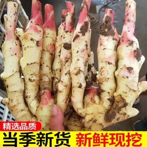 现挖广西农家嫩仔姜糖醋泡嫩姜芽时令蔬菜嫩生姜糖醋泡嫩姜芽子姜