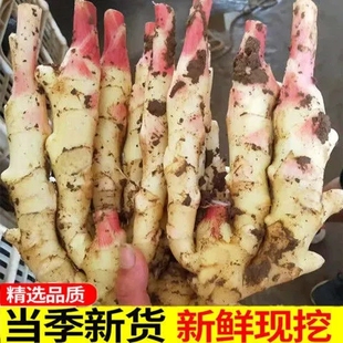现挖广西农家嫩仔姜糖醋泡嫩姜芽时令蔬菜嫩生姜糖醋泡嫩姜芽子姜