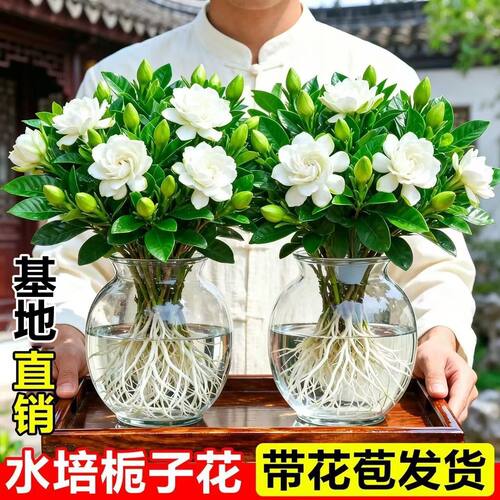 栀子花盆栽四季树苗开花卉带花苞浓香型大叶净化办公室水培绿植物