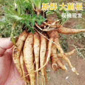 野外福建大蓟根新鲜马刺根猪母刺内叶刺头山萝卜中草药材煲汤500g