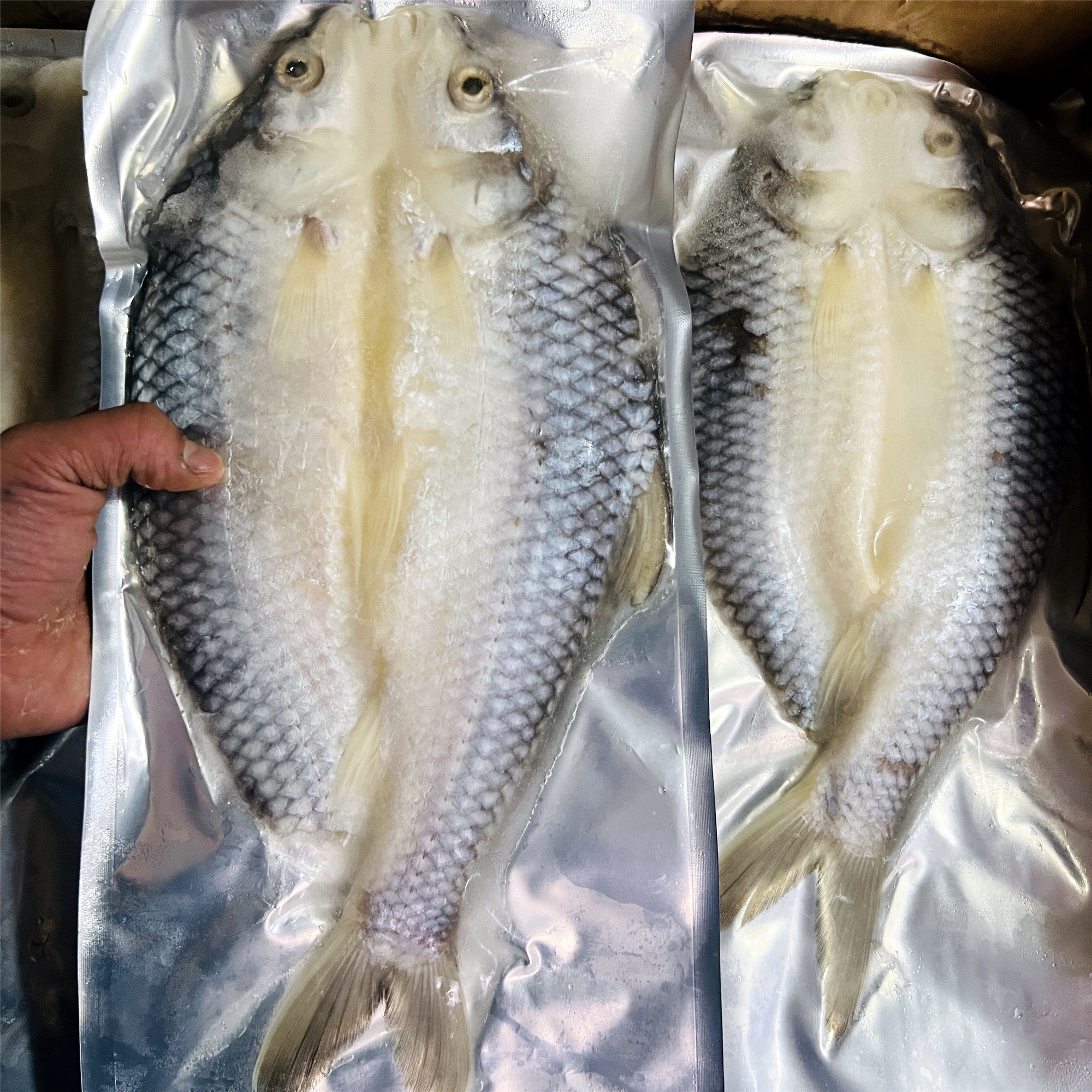 整箱冷冻忘不了开背苏丹鱼皇帝鱼淡水鱼800-900g宴席餐饮商用包邮