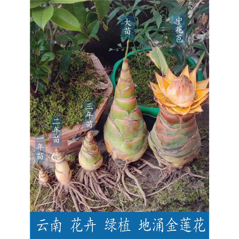 云南 地涌金莲 金莲花苗 金连荷花 包活 绿植 盆栽 花卉 花苗