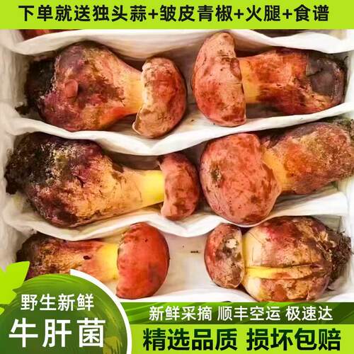 见手青新鲜红葱白葱菌黑黄牛肝500g特级菌子蘑菇云南野生菌牛肝菌