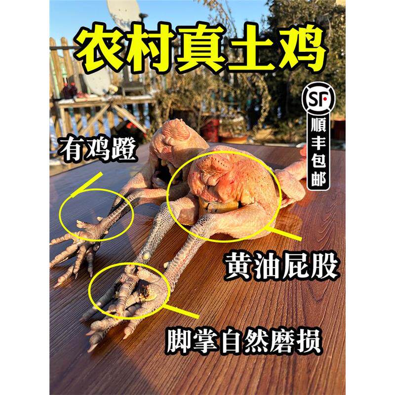 农家散养土鸡正宗东北大公鸡笨鸡走地鸡现杀新鲜土鸡黄油老母鸡