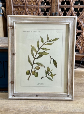 外贸样品美式复古做旧植物装饰画橄榄植物图谱挂画 法式植物插画