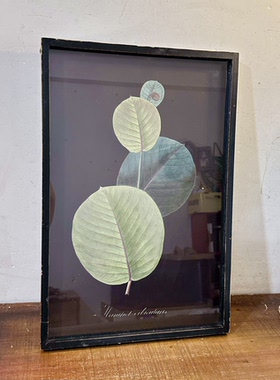 外贸样品美式复古圆形大叶苹果尤加利做旧植物花卉装饰挂画