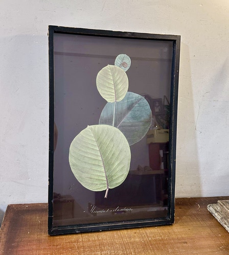 外贸样品美式复古圆形大叶苹果尤加利做旧植物花卉装饰挂画