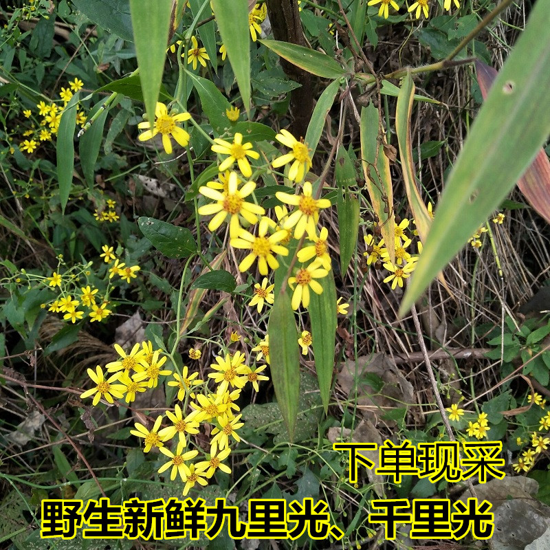 现采新鲜千里光九里明九里光黄花雾黄花母宝宝洗澡泡浴中草药500g 连州大山野生中药材 淘优券 现采新鲜千里光九里明九里光黄花雾黄花母宝宝洗澡泡浴中草药500g 连州大山野生中药材 淘优券