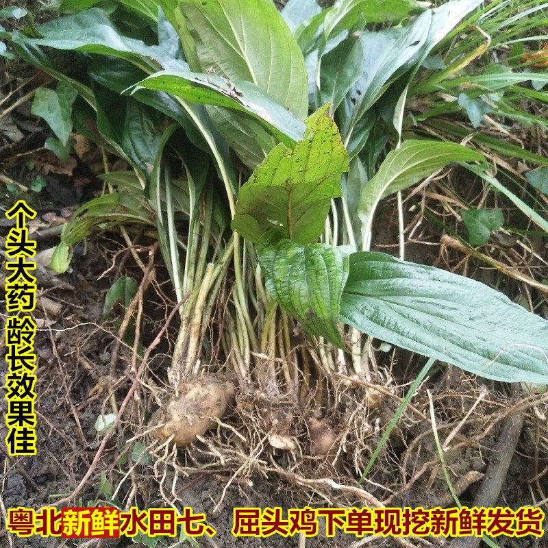 粤北正宗水田七新鲜屈头鸡现挖全草土三七水田七水虾公中草药500g