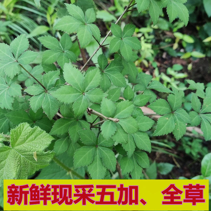 新鲜五加 500克全草五佳现采刺五加五花文章草白刺五叶五加中草药