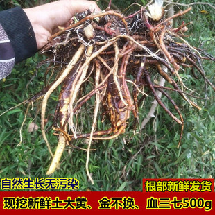 新鲜土大黄中草药材现挖血三七鲜大青牛舌头草牛耳大黄洋铁叶500g