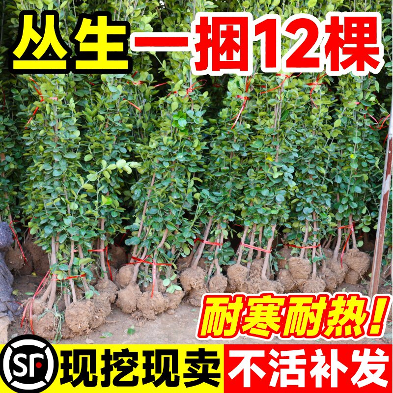 丛生大叶北海道黄杨树苗直立冬青庭院别墅篱笆墙围栏四季绿化苗木