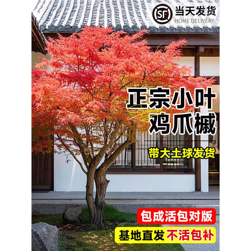 原生小叶鸡爪槭树苗正宗枫树苗园林庭院盆栽风景树日本红舞姬老桩