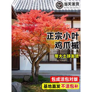 原生小叶鸡爪槭树苗正宗枫树苗园林庭院盆栽风景树日本红舞姬老桩