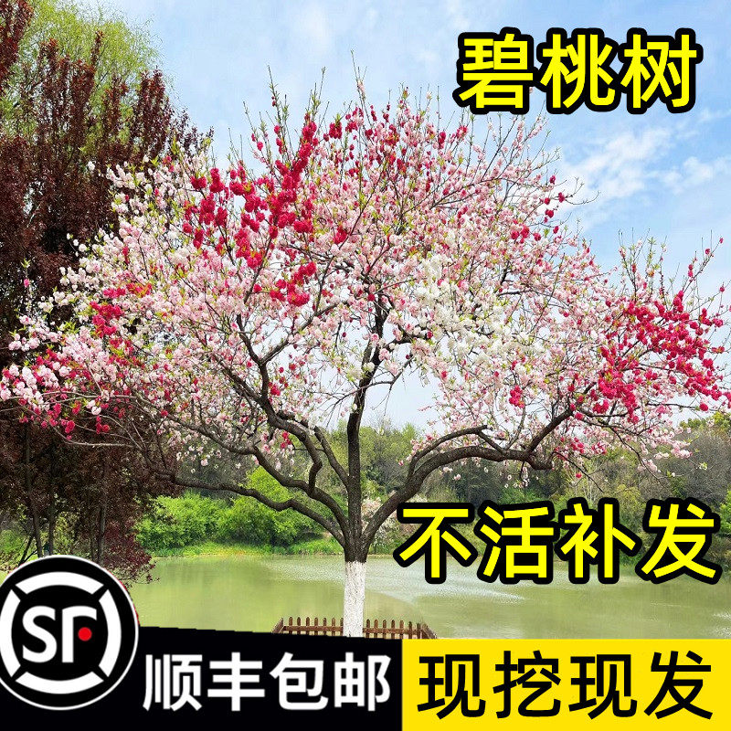 碧桃树苗花苗花树盆栽老桩庭院耐寒绿化风景树紫叶红花碧桃树活苗
