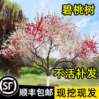 碧桃树苗花苗花树盆栽老桩庭院耐寒绿化风景树紫叶红花碧桃树活苗
