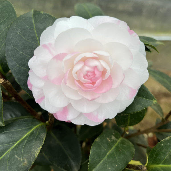 复色开品班水屋茶花易养活四季常青阳台客厅绿植盆栽