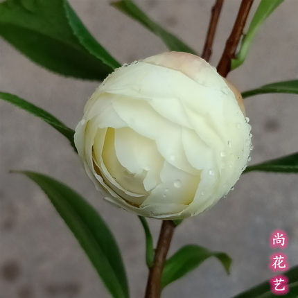 名贵品种正黄旗山茶花盆栽庭院阳台客厅正品带花苞绿植