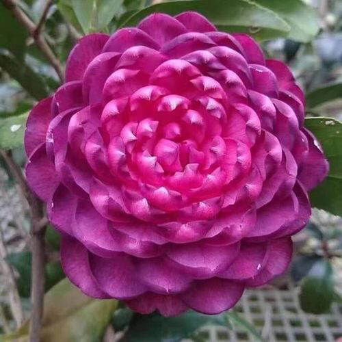 紫色茶花紫螺旋名贵品种盆栽绿植阳台客厅庭院种植易养活