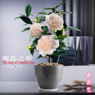 戴氏之歌（粉水晶）巨型花 粉粉嫩嫩山茶花 室内外阳台好养活绿植