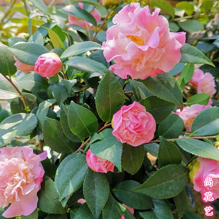 烈香浓香型茶花盆栽带花苞茶花苗易养活花卉四季绿植常青观花植物