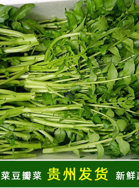 贵州新鲜豆瓣菜广东西洋菜水芥菜农家种植高山泉水冷凉鲜蔬菜